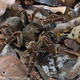 Illustration for article titled The legs on this puppy-sized spider are a foot long